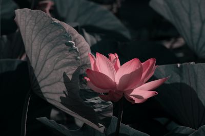 荷花