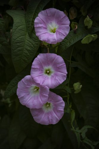牵牛花