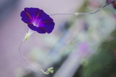 牵牛花