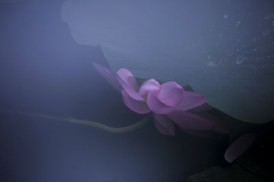 雾中荷花