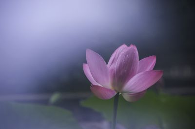 雾中荷花
