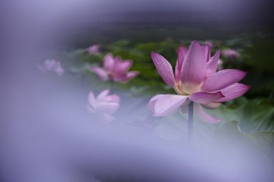 雾中荷花