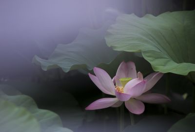 雾中荷花