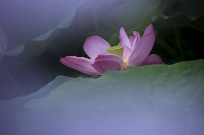 雾中荷花