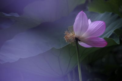 雾中荷花