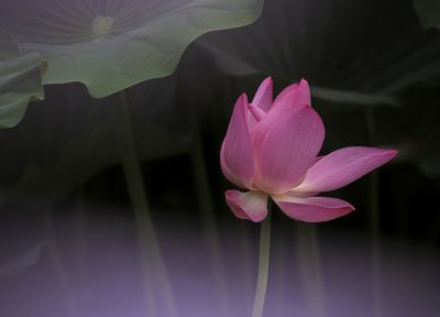 雾中荷花