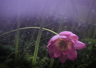 雾中荷花