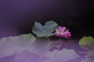雾中荷花