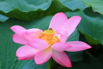 湿地风光