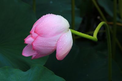夏雨风荷