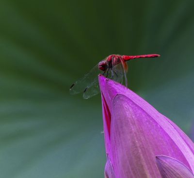 红蜻蜓