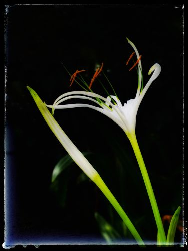 蜘蛛兰