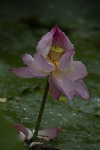 雨阳公园荷花盛开