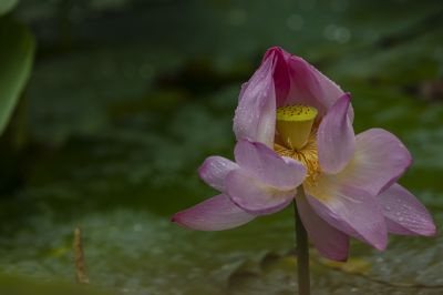 雨阳公园荷花盛开