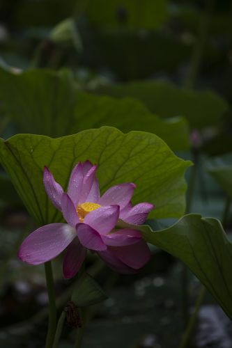 雨阳公园荷花盛开