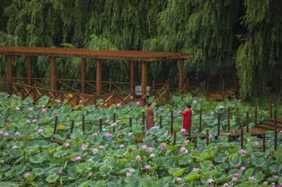 雨阳公园的荷花