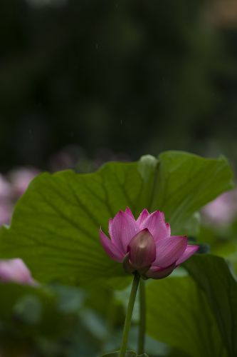 雨阳公园的荷花