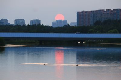 哈尔滨大剧院湿地