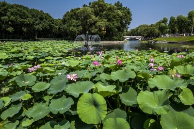 平房公园荷花池