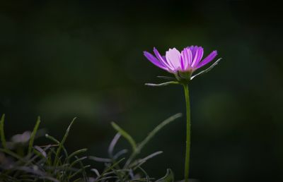 波斯菊