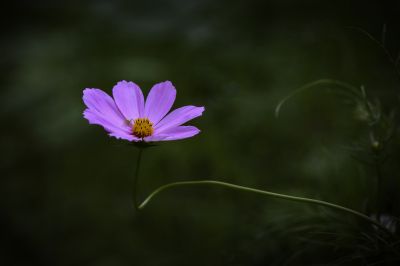 波斯菊