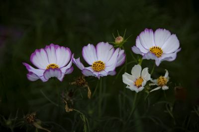 波斯菊