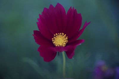 波斯菊