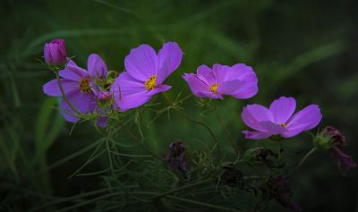 波斯菊