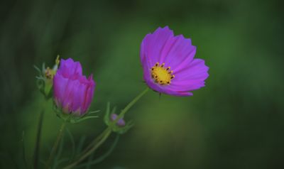 波斯菊