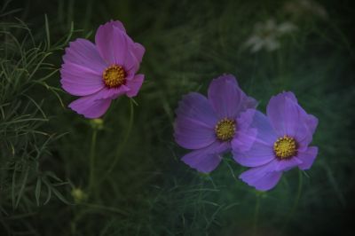 波斯菊