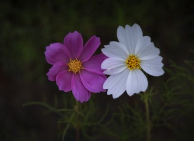 波斯菊
