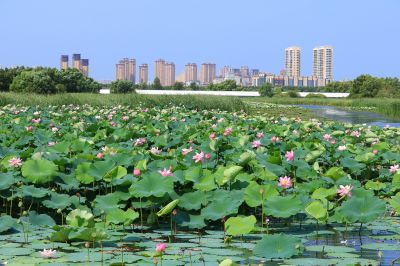 哈尔滨大剧院湿地风光