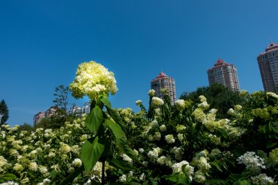 木绣球花