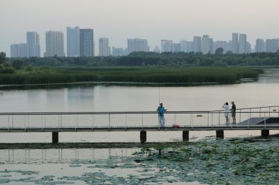 湿地风光