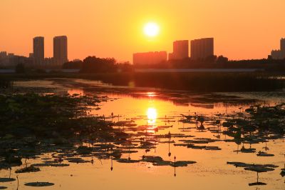 湿地风光