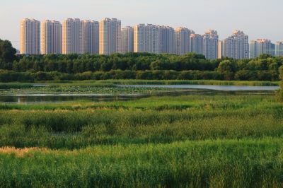 湿地风光