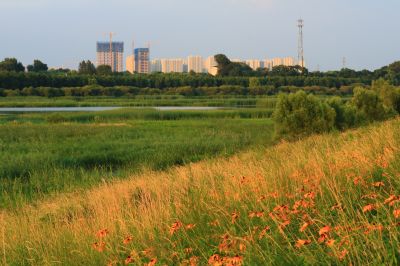 湿地风光