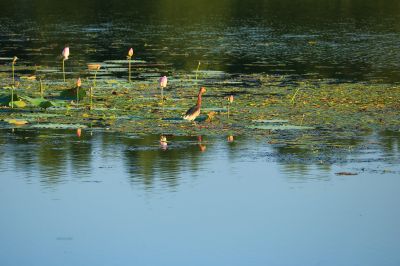 湿地风光