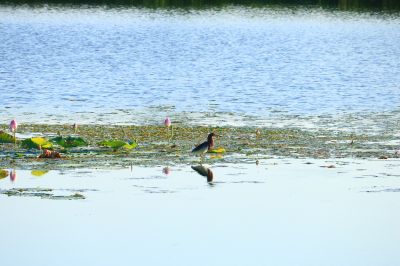 湿地风光