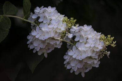 东陵绣球