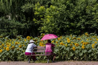 儿童公园的向日葵