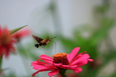 百日菊与天蛾