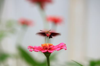 百日菊与天蛾