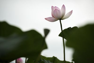 夏荷