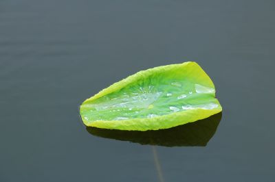雨中荷花