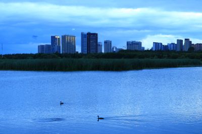 湿地风光