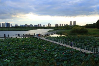 湿地风光
