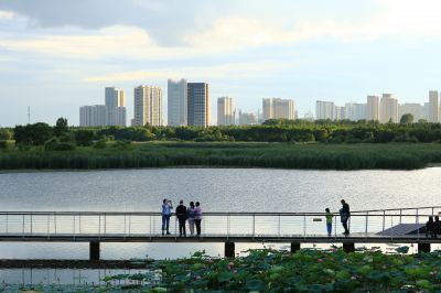 湿地风光