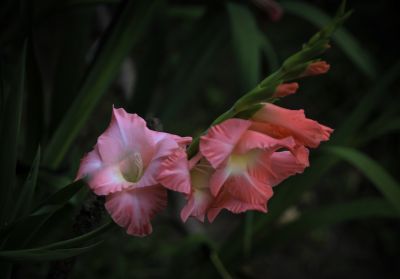 初秋花果