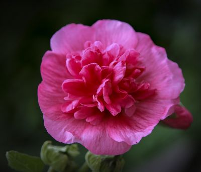 初秋花果